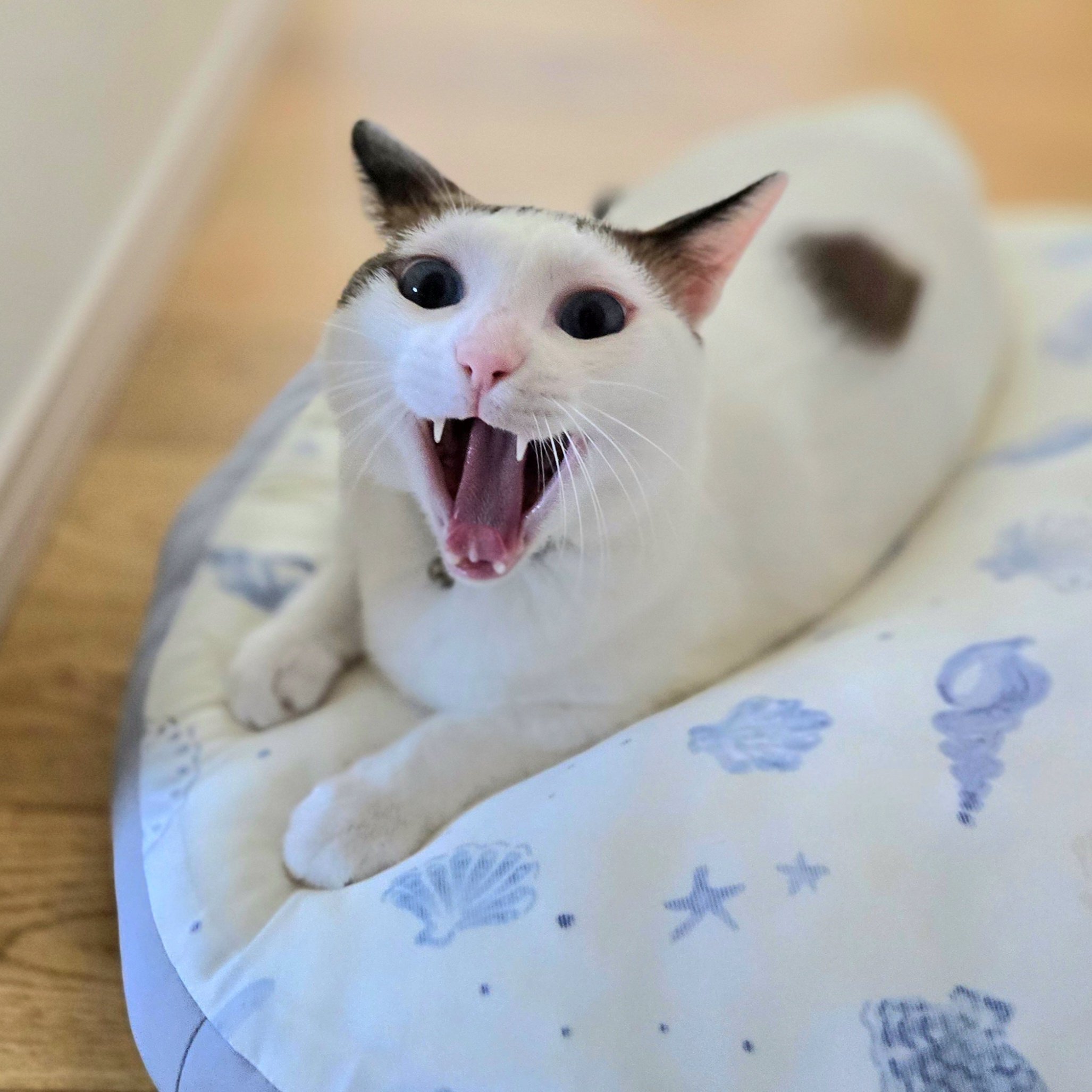 Tsukune🐱 | The cat praised for its yawn